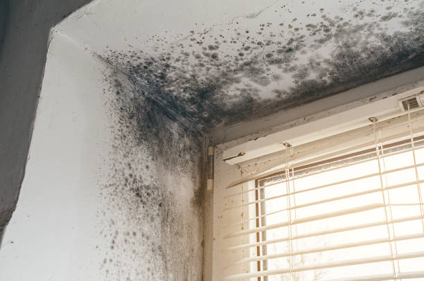 Affordable Mold Inspection And Testing solutions in Milroy, PA